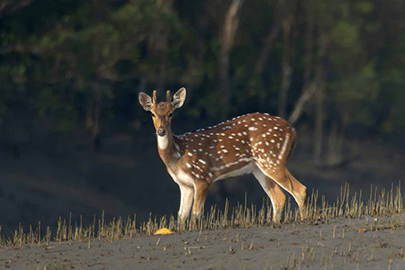 3 Nights 4 Days Sundarban Trip