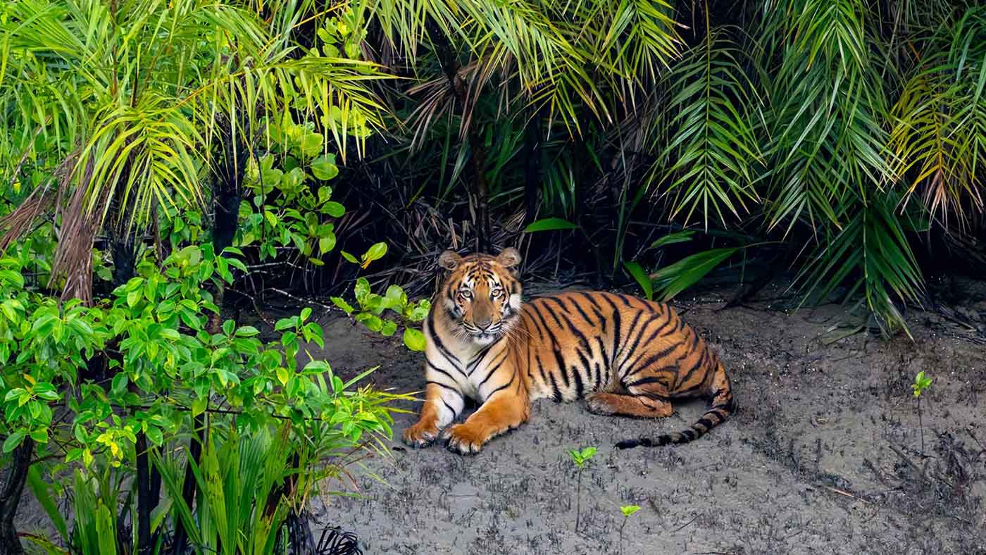 Slider Sundarban Strip - 2
