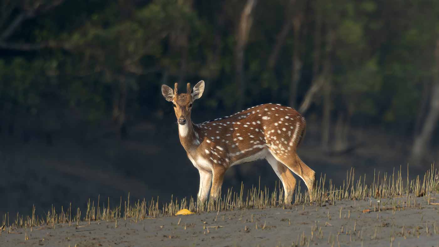 Slider Sundarban Strip - 1