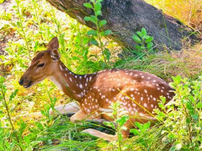 Sundarban Strip Wildlife