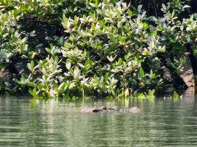 Sundarban Strip Wildlife