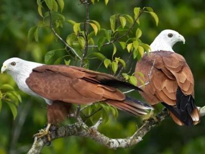 Sundarban Strip Wildlife