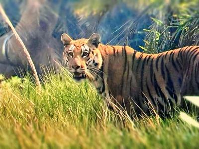 Sundarban Strip Wildlife